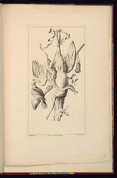 Print (Frankrike)