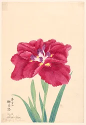 P Hayashi t, Yasushi r f Teon (løve-sinne), av. tjueto