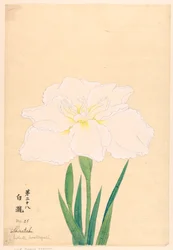 Trykk, White Waterfall (Shirataki), nr. 28