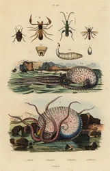 Pseudoskorpion, Chthonius orthodactylus 1, Octyptera bicolor 2, tuberkulær pelagisk blekksprut, Ocythoe tuberculata 3 og falsk oljebille, Oedemera nobilis 4