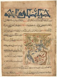 Kvaliteter til Ringdoves recto fra en Manafi al-Hayawan On the Usefulness of Animals, ca. 1300.