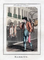 Kaniner, Portland Place, London, 1805