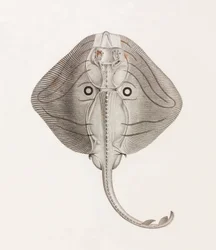 Stripet Ray