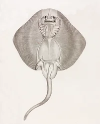 Stripet Ray