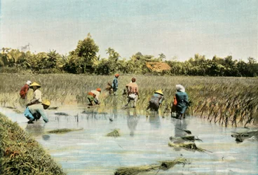 Høsting av ris, 1900.