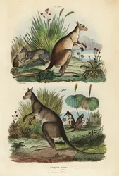 Rød kenguru, Macropus rufus 1, østlig grå kenguru, Macropus giganteus 2 og mørk wallaby, Thylogale brunii 3