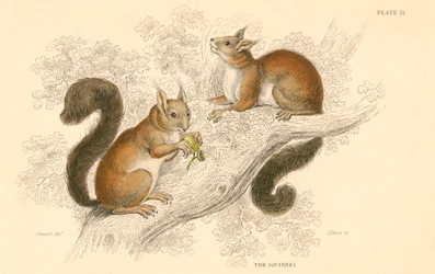 Rødt ekorn Sciurus vulgaris, trelevende gnager hjemmehørende i Europa og Asia, 1828