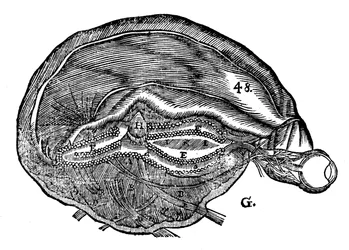 Rene Descartes diagram over den menneskelige hjernen og øyet, 1692