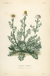 Romersk kamille eller kamille, Chamaemelum nobile, Anthemis nobilis, Camomille romaine