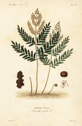 Kongelig bregne, Osmunda lakris, Osmonde kongelig
