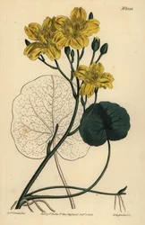Løpende bukkebønne, Menyanthes sarmentosa