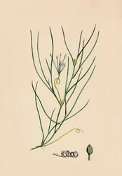 Ruppia spiralis. Greater Ruppia, 1800-tallet