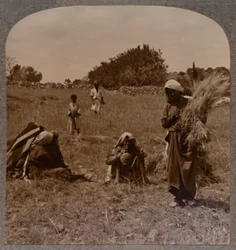 Ruth sanker på Boas-markene, ca 1900