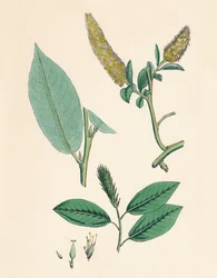 Salix pentandra. Bay-leaved Willow, 1800-tallet