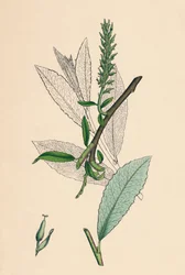 Salix phylicifolia, var. radikalere. Tebladsalg, var. a., 1800-tallet