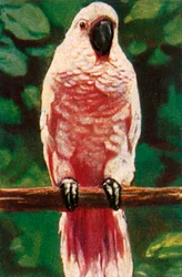 Molukkerkakadu, ca. 1928.