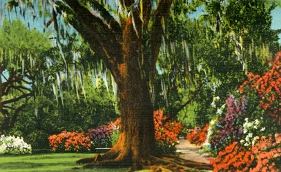 Scene i Magnolia Gardens, nær Charleston, SC, 1942.