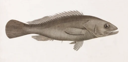 Serran Airain, nærbilde