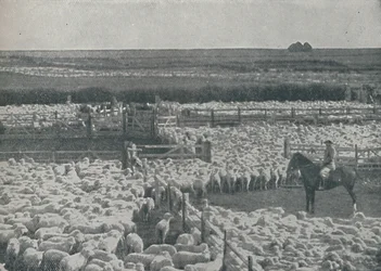 Sauefold i Australia, 1910