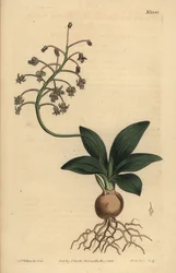 Sør-indisk skjær, Ledebouria revoluta (mindre plain-leaved drimia, Drimia lanceaefolia)