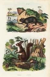 Spiny tree rotte, Echimys chrysurus 1, og eurasisk rødt ekorn, Sciurus vulgaris
