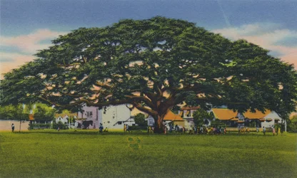 Spreading Samoan Tree, Trinidad, B.W.I., ca 1940-tallet.