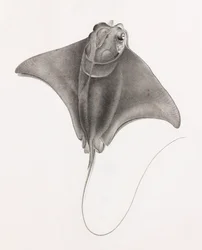 Stingray, nærbilde fra toppen