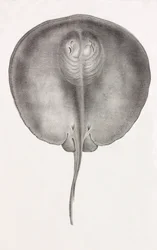 Stingray, nærbilde sett forfra