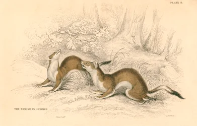 Stoat Mustela erminea, medlem av veslefamilien, 1828