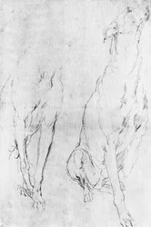 Studie for greyhound i portrettet av hertugen av Richmond, c1634 1900