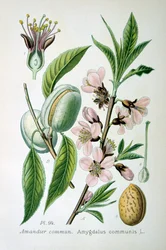 Søt mandel, 1893