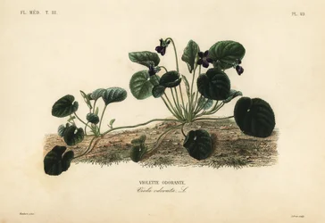 Søtfiolett eller hagefiolett, Viola odorata, Søtfiolett