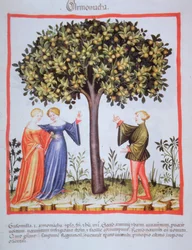 "Tacunum Sanitatis" Codex Vindobonensis Nova Series 2644, fol. 9, plukke aprikoser, miniatyr (1370-1400) (maling på papir)