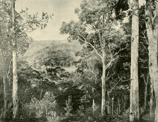 The Blue Mountains, 1901.