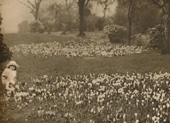 Vårens krokusteppe, c1935.