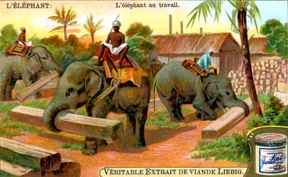 Elefanten på jobb, ca 1900
