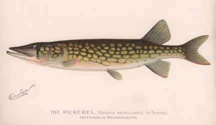 Pickerel Lucius Reticulatus. Le Sueur., ca. 1920-tallet