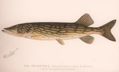 Pickerel Lucius Reticulatus. Le Sueur, ca. 1920-tallet