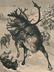 Reinsdyret, c1800-tallet