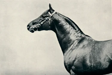 Hodet til fullblods veddeløpshest, Radium, c1910
