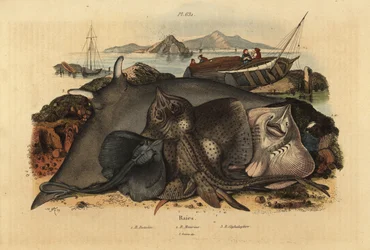 Thornback ray, Raja clavata 1, Lusitanian cownose ray, Rhinoptera marginata 2 og gigantisk djevelrokke, Mobula mobular 3, truet