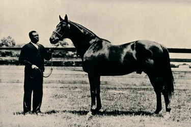 Fullblods veddeløpshest, Man O War, c1920