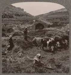 Treske korn nær Jacobs Well, c1900