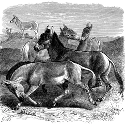 Tibetansk villesel eller Kiang, 1893