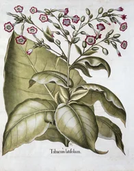 Tobakksplante, 1613