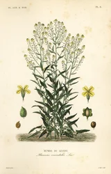 Tyrkisk vortekål eller tyrkisk rakett, Bunias orientalis, Bujias de Levant