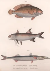 Toflekket bimaculatus, afrikansk rødfinn, vanlig barracuda, ca. 1850-tallet