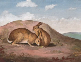 To harer: På en åsside, ca. 1805.