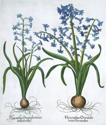 To blå hyasinter, 1613