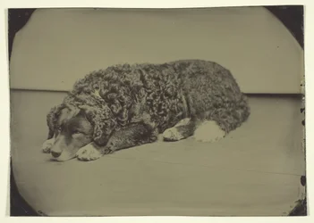 Uten tittel hund, 185099.